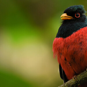 Maskentrogon, Bella Visata Cloud Forest
0590