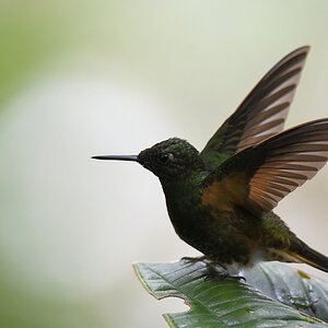 Kolibri
0663