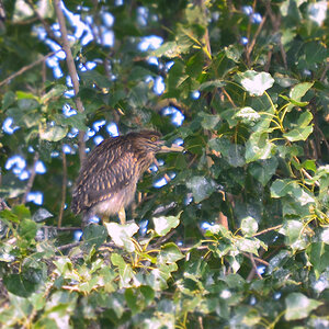 DSC 2108 khg