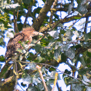 DSC 2112 khg