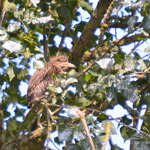 DSC 2116 khg
