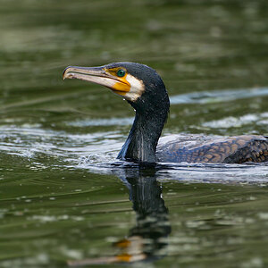 Kormoran4892scharf