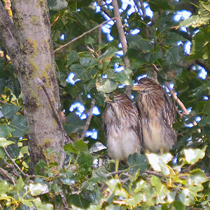 DSC 2118 khg