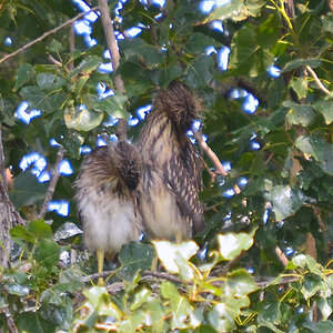 DSC 2120 khg