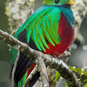 Quetzal©MaximilianWeinzierl