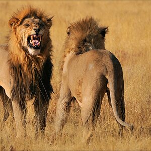 aacomp Namibia 09 19623