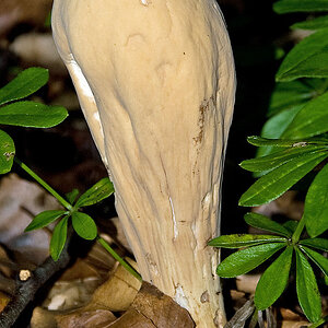 002   Herkuleskeule   Clavariadelphus pistillaris   02
