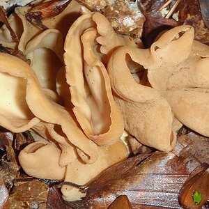 055   Ledergelber Öhrling   Otidea alutacea   01