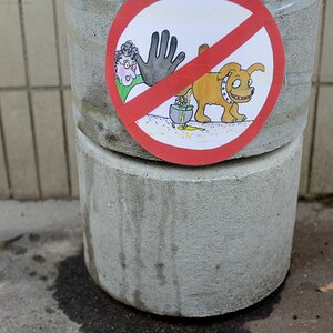 Verdammte Hunde