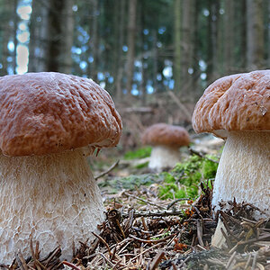Pilze  und mehr 2014 040