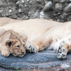 Lion puppys