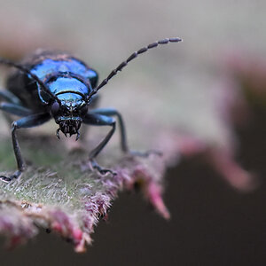 s379 Käfer 0921