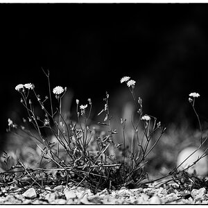 GartenPZ1 1073