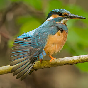 2 blaue Dame