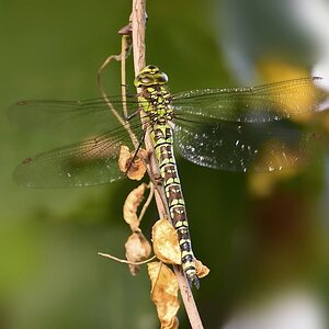 D71 1878 01