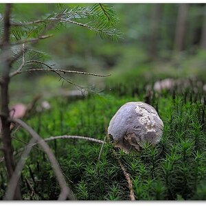 MNE 5211, 140830
D700 Ai-S 28mm/2,8 RC
