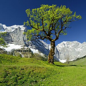 Berg-Ahorn