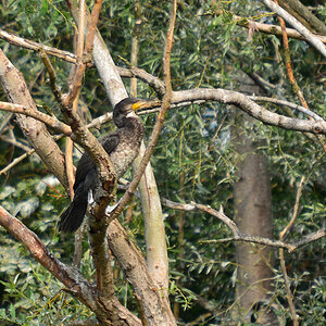 DSC 1986 khg