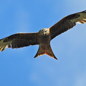 DSC 0618 Rotmilan 1000
