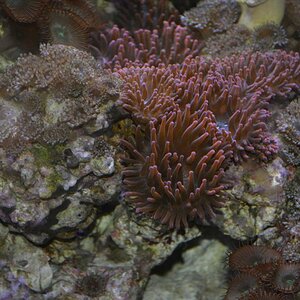 Sealife