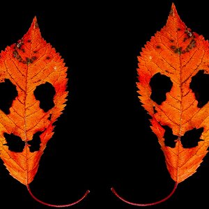 Doppelblatt