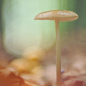 mystic