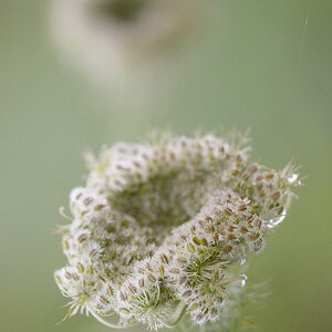 53900gierschblumen