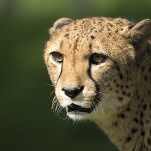 Gepard Zoo Köln