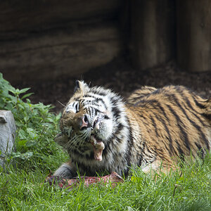 Tiger Zoo Köln (3)