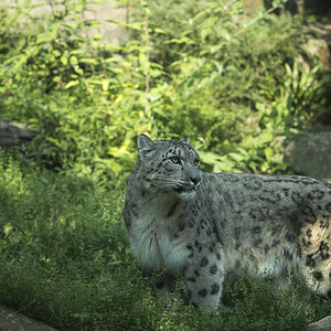 Schneeleopard Zoo Köln (1)