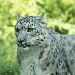 Schneeleopard Zoo Köln (2)