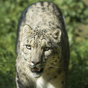 Schneeleopard Zoo Köln (4)