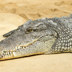 Krokodil Zoo Köln