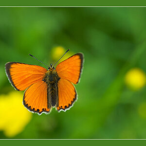 Schmetterling