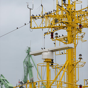 Stare auf dem Mast 1