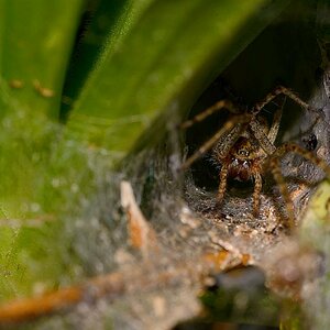 Spiderathome