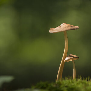pilze 03