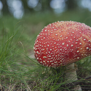 pilze 04