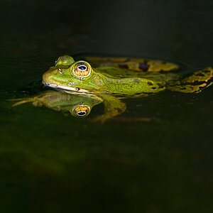 Frosch4170