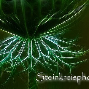 comp Wilde Möhre fractal