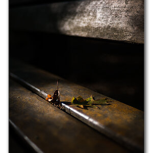 licht