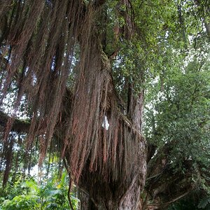 azoren sao miguel terra nostra 2