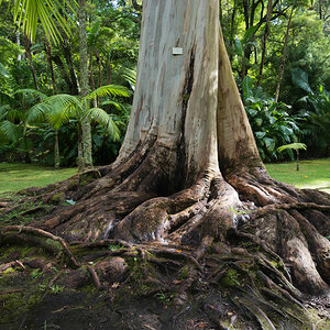 azoren sao miguel terra nostra 4