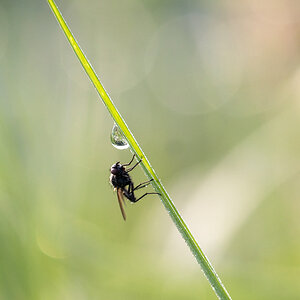 3541024insektenspieglein