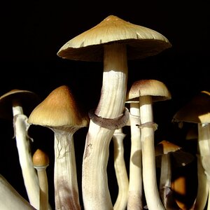 Psilocybe Cubensis