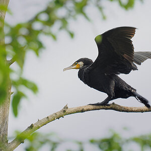 DSC 4128 Kormoran 1000