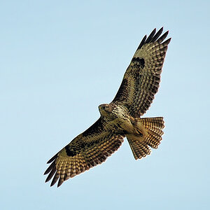 DSC 5483 Bussard 1000 1