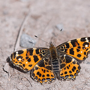 Landkartchen 1. Gen 2014 03 30 01