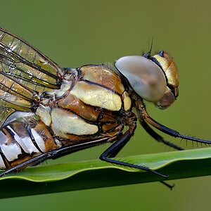 Libelle5122