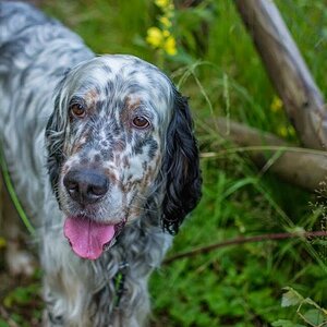 Hund 1